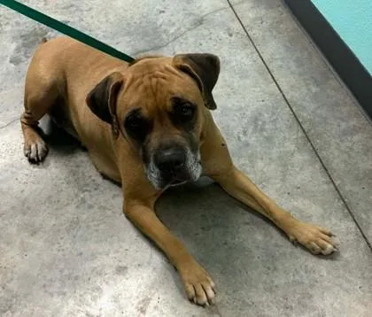 Lady Wigglesworth thumbnail 2