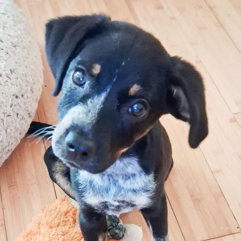 A baby medium-sized female Tricolor (Brown, Black, & White) Labrador Retriever dog named Maggie for adoption in Albany, NY
