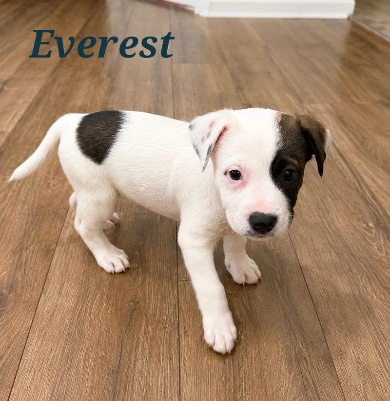 A baby medium-sized female Boxer dog named Everest for adoption in Mount Pleasant, NC