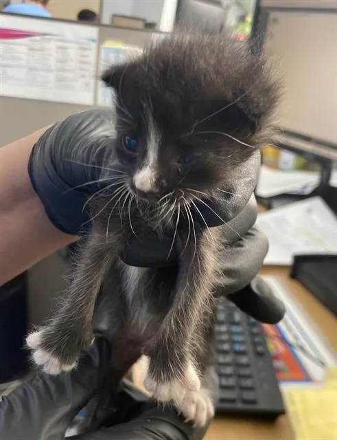 A baby medium-sized male Domestic Short Hair cat named Moe for adoption in Dallas, TX