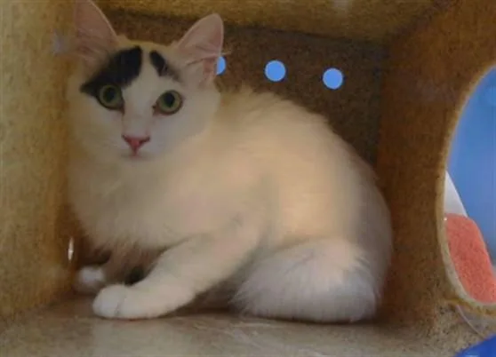 A young medium-sized female Domestic Short Hair cat named Kiki for adoption in Gardena, CA