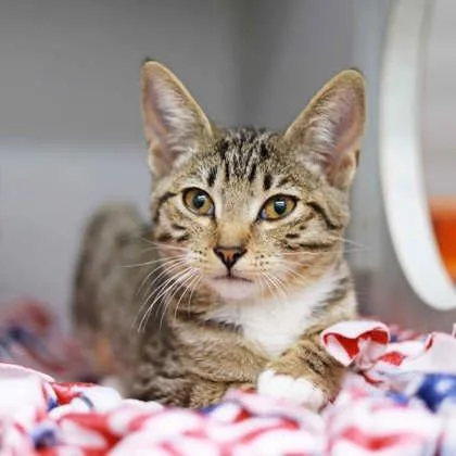 A baby small-sized female Gray / Blue / Silver Domestic Short Hair cat named Hally for adoption in Atlanta, GA