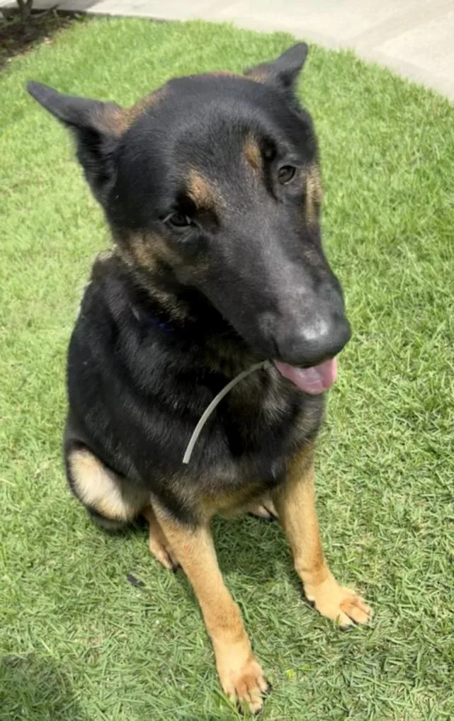 A young medium-sized male German Shepherd Dog dog named Finnegan for adoption in Houston, TX