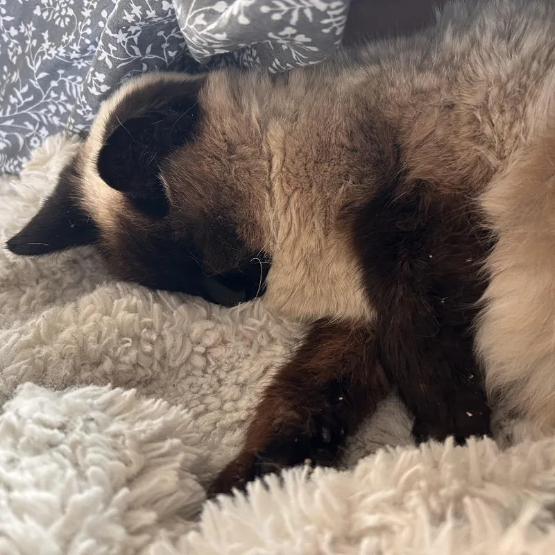 A senior medium-sized female Brown / Chocolate Siamese cat named Ethel for adoption in Yucca Valley, CA