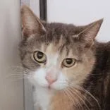 An adult medium-sized female Dilute Calico Domestic Short Hair cat named Honey for adoption in Hilliard, OH