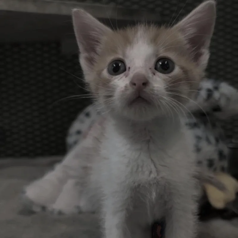A baby small-sized male Buff / Tan / Fawn Domestic Short Hair cat named Cheeto for adoption in Guaynabo, PR