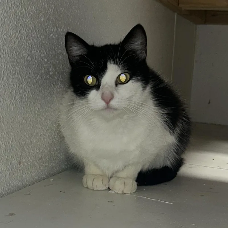 Polly Pocket thumbnail 2