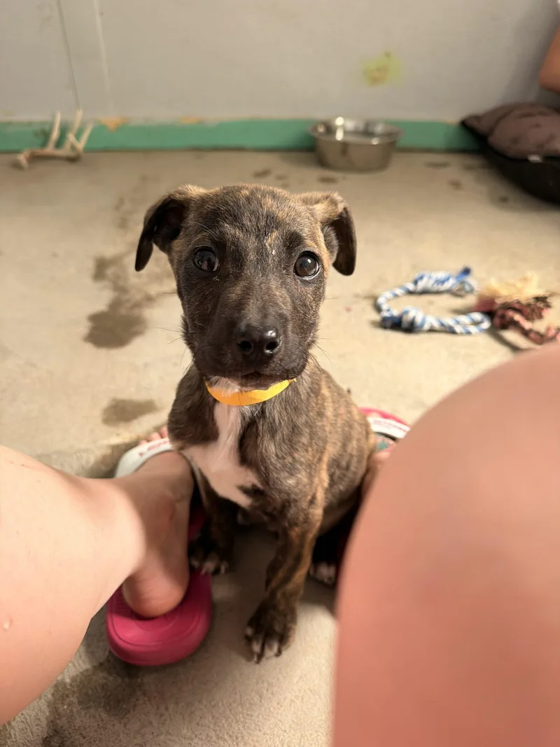 A baby small-sized male Mixed Breed dog named Maxwell for adoption in Dillon, MT