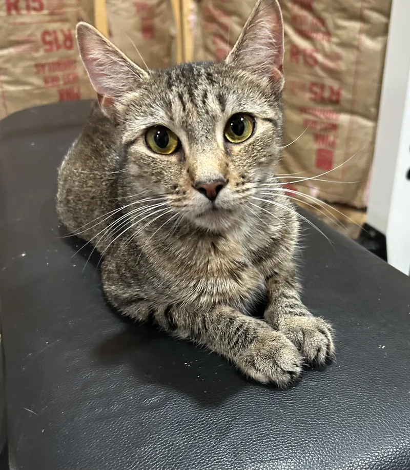An adult medium-sized female Torbie Domestic Short Hair cat named Storm for adoption in Richmond, VA