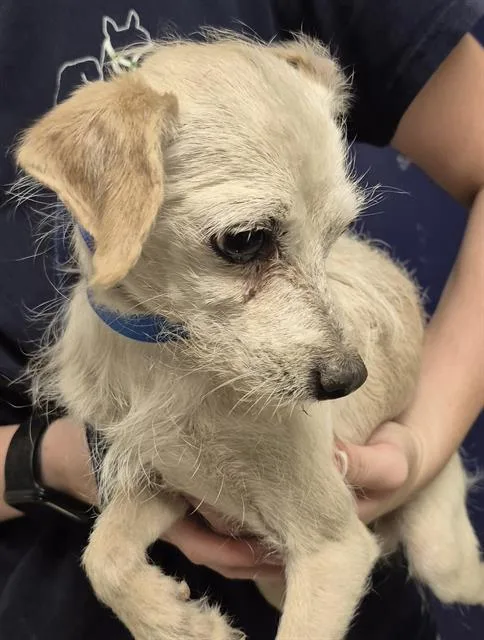 A young medium-sized male Yellow / Tan / Blond / Fawn Terrier dog named George Weasley URGENT for adoption in Thousand Oaks, CA