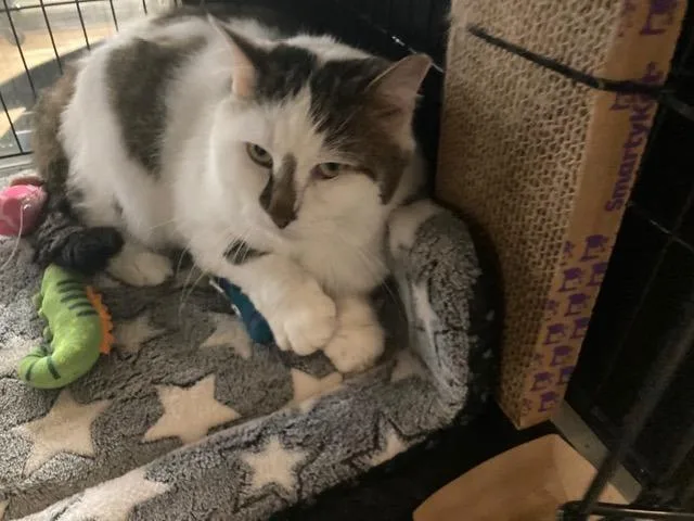 An adult medium-sized male Domestic Short Hair cat named Pyewackett for adoption in Lancaster, PA