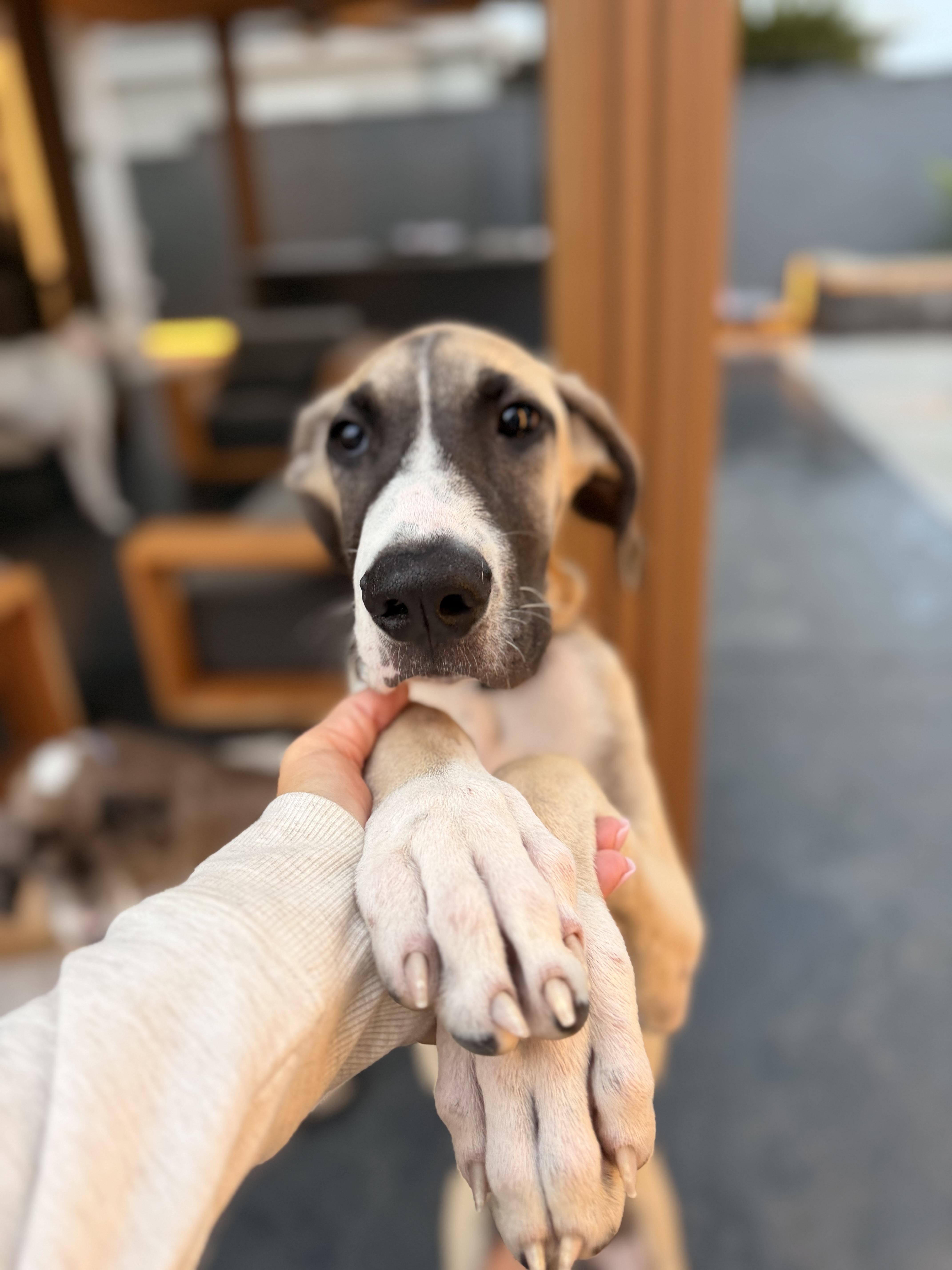 A baby medium-sized female Yellow / Tan / Blond / Fawn Great Dane dog named Honey Dip for adoption in Long Beach, CA