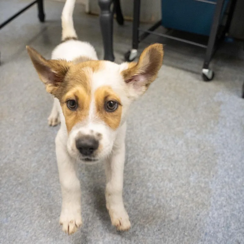 A baby medium-sized male White / Cream Cattle Dog named Loki for adoption in Pawling, NY
