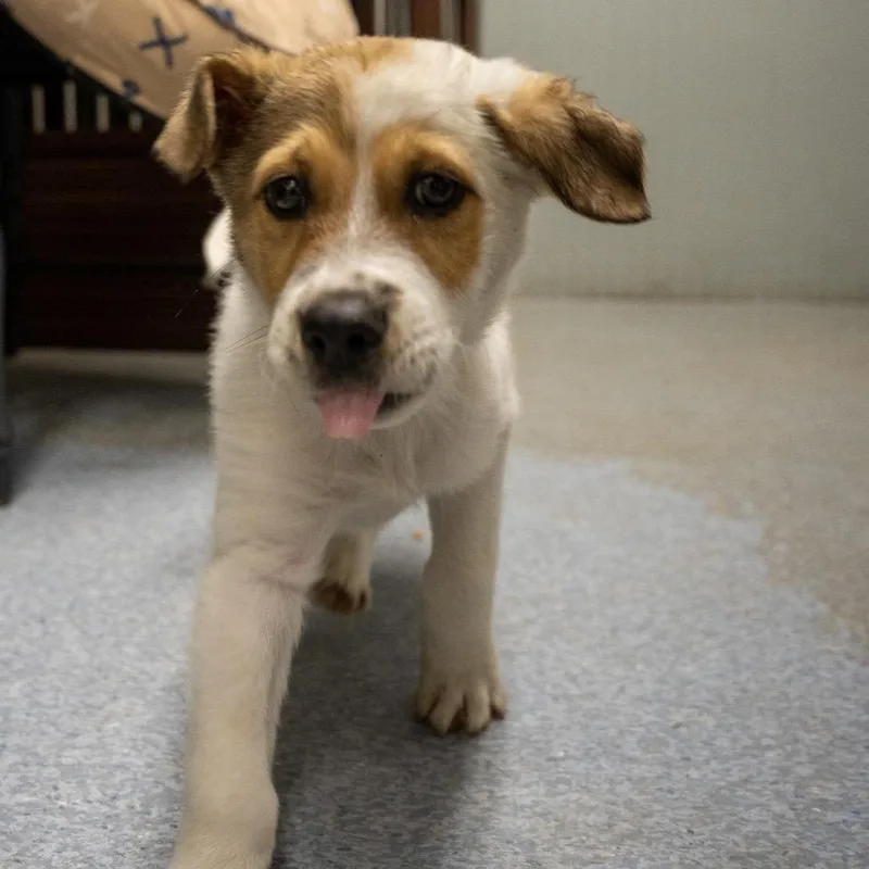 Loki thumbnail 3