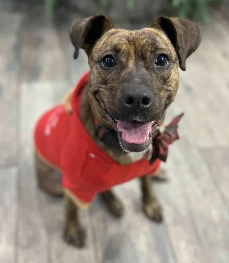 Scarlett thumbnail 4