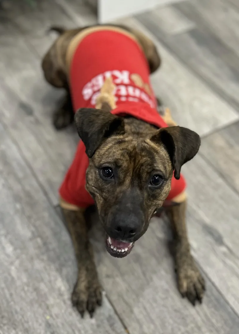 Scarlett thumbnail 6