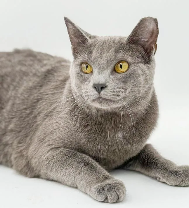 Lola Our Lover Lover thumbnail 2