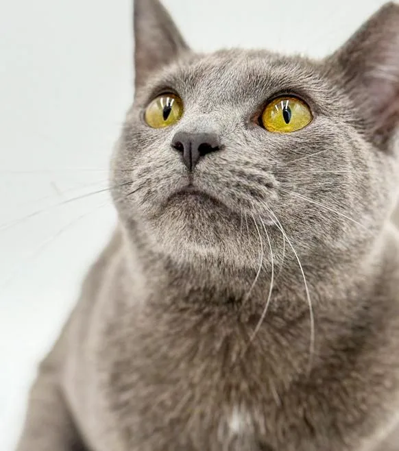 Lola Our Lover Lover thumbnail 3