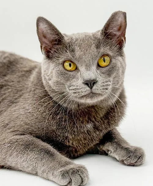A young small-sized female Gray / Blue / Silver Russian Blue cat named Lola Our Lover Lover for adoption in Bedford Hills, NY