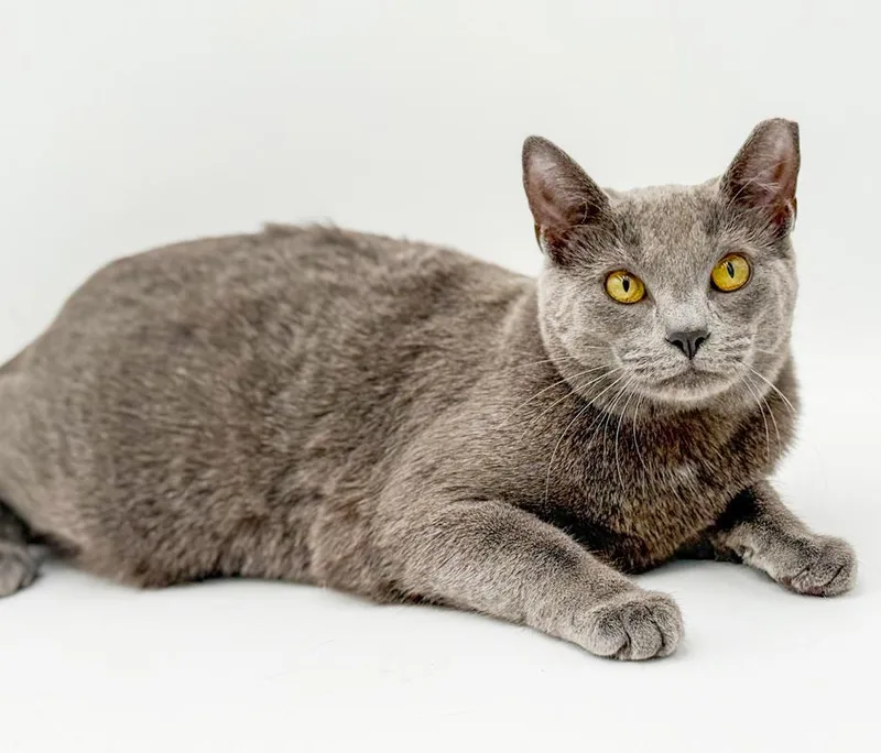 Lola Our Lover Lover thumbnail 4