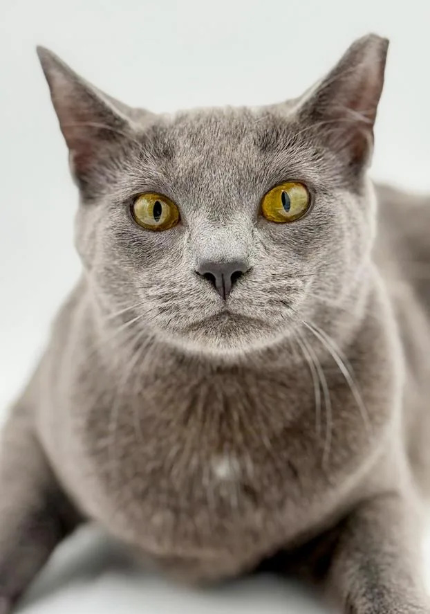 Lola Our Lover Lover thumbnail 5