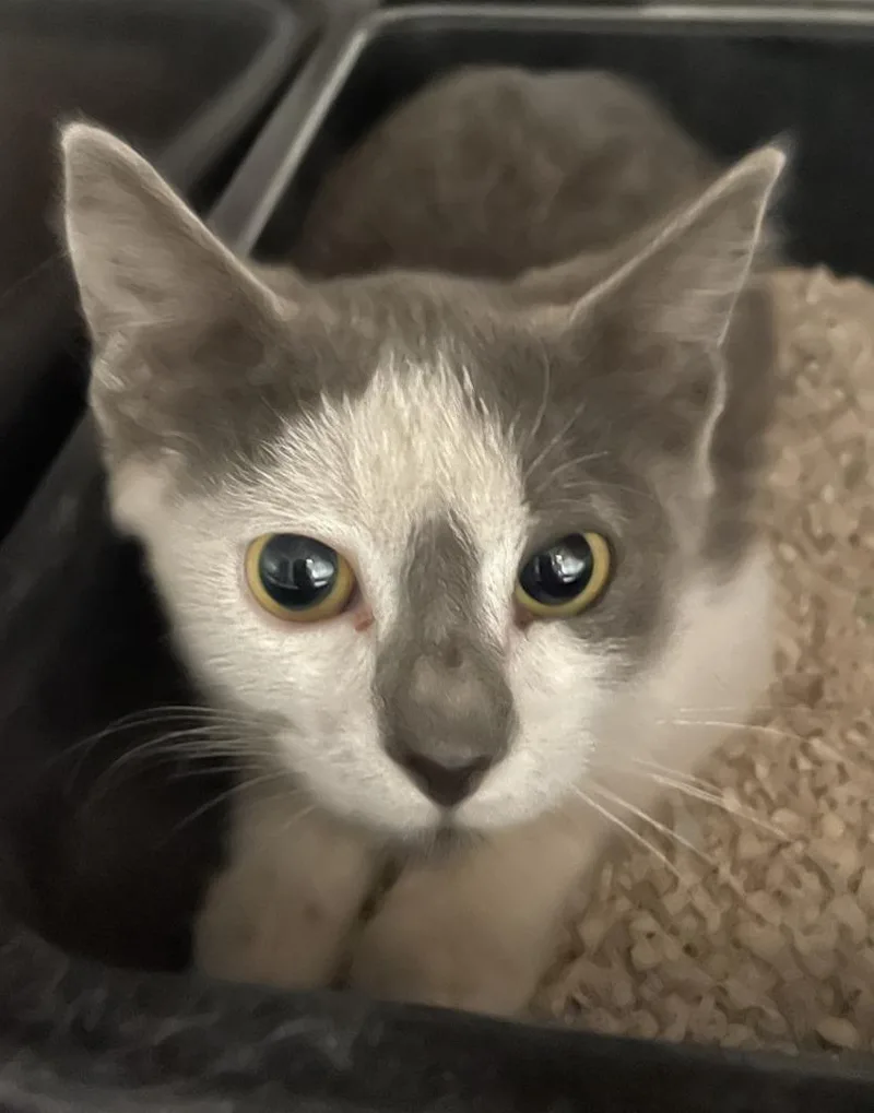 A baby medium-sized male Domestic Short Hair cat named Rex for adoption in Chico, CA