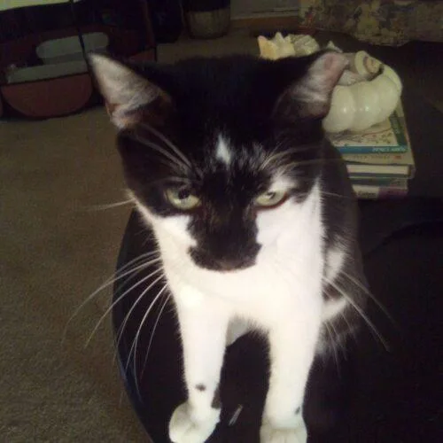 A baby small-sized female Black & White / Tuxedo Domestic Short Hair cat named Pansy for adoption in Tampa, FL