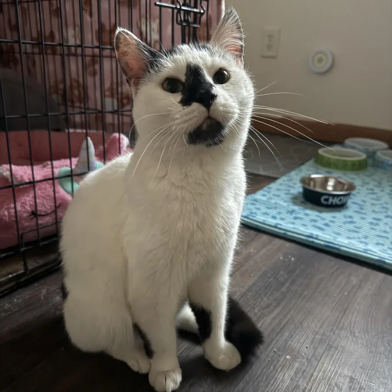 An adult medium-sized male White Domestic Short Hair cat named Munch for adoption in Morganton, NC