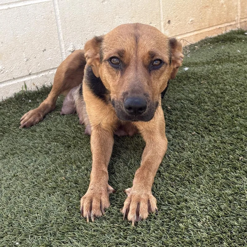 An adult medium-sized female Brown / Chocolate German Shepherd Dog dog named Hampshire for adoption in LOXAHATCHEE, FL