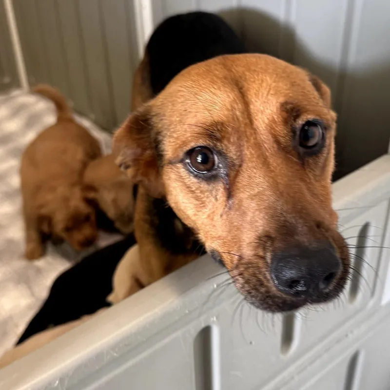 Hampshire thumbnail 2