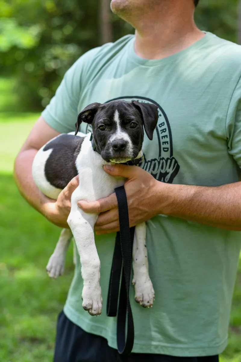 A baby medium-sized female Black Mixed Breed dog named Avocado for adoption in BONIFAY, FL