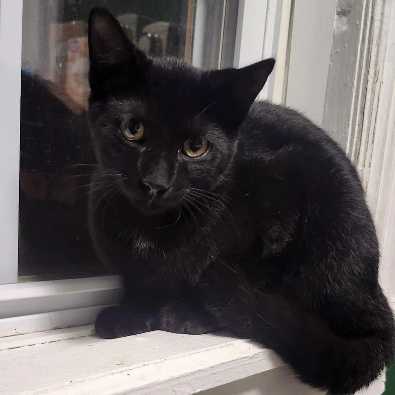 A young medium-sized male Black Domestic Short Hair cat named Cecil for adoption in Gordonsville, TN