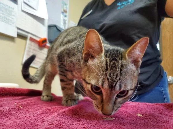 A baby small-sized male Domestic Short Hair cat named Tony Stark for adoption in Oceanside, CA