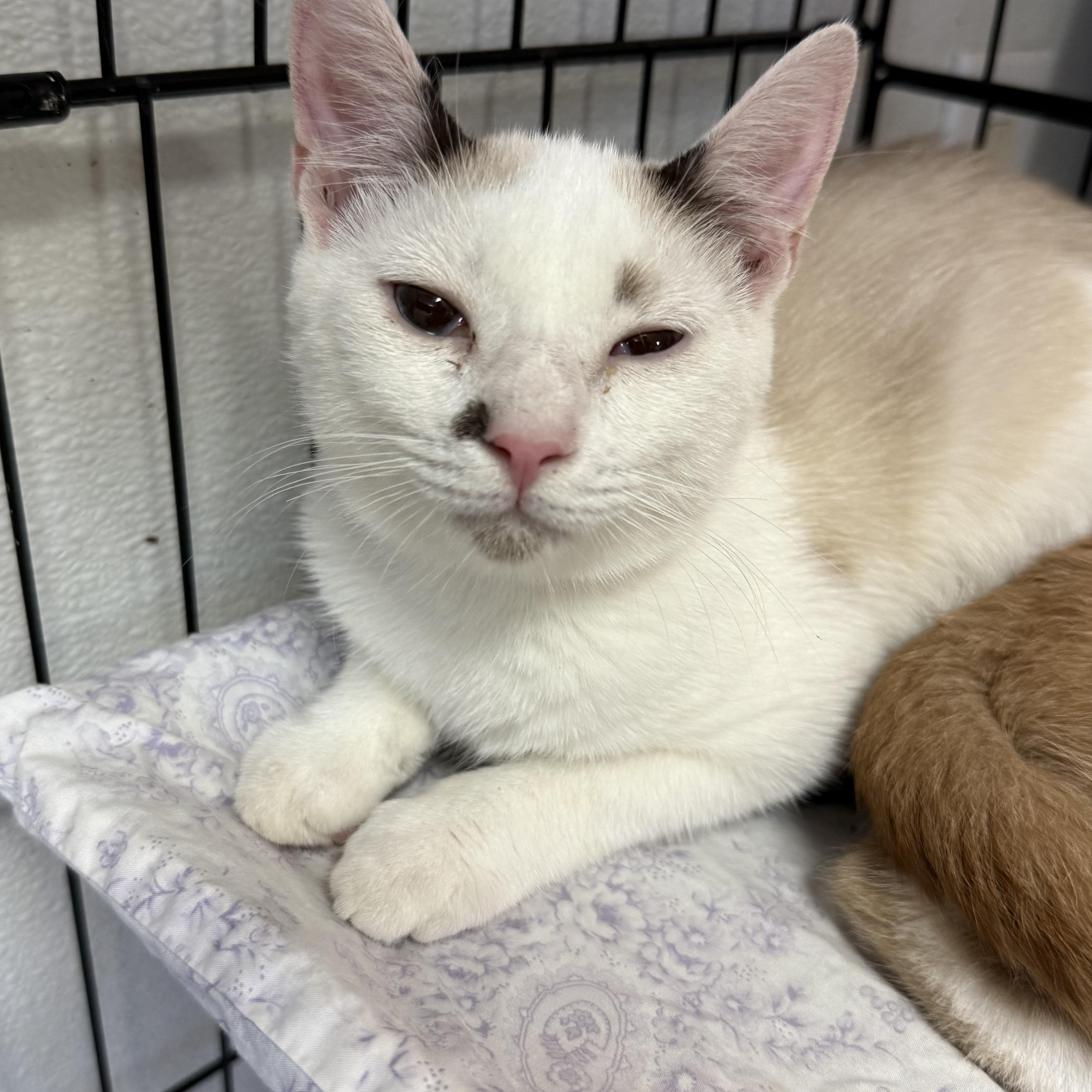 A young medium-sized male Siamese cat named Cronus for adoption in Columbia, SC