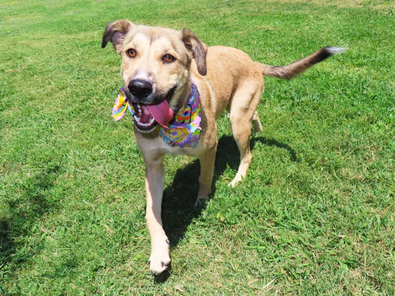 A baby medium-sized female German Shepherd Dog dog named Ikea C for adoption in Rogers, AR