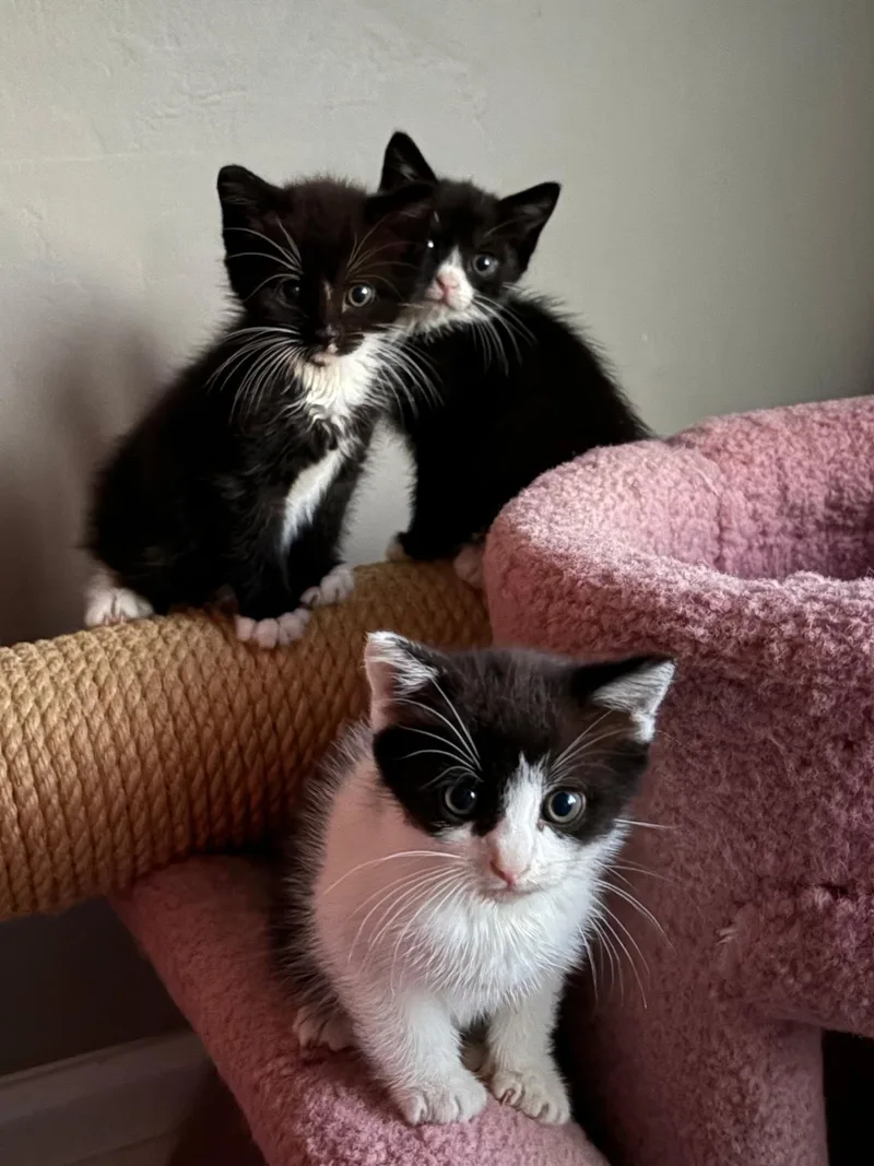 A baby small-sized male Black & White / Tuxedo Domestic Short Hair cat named Mac for adoption in Spotswood, NJ