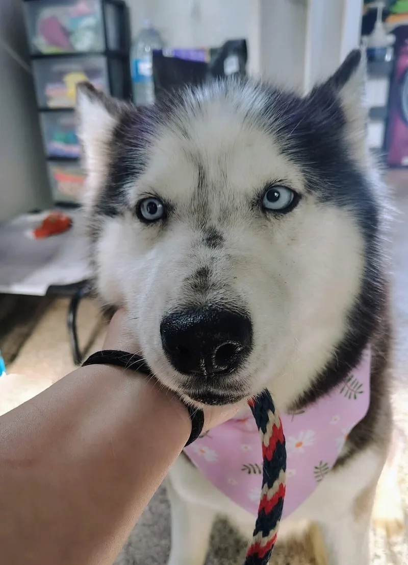 Kira