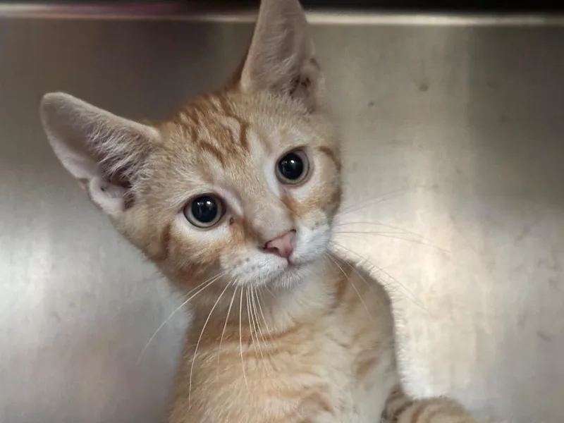 A baby small-sized male Domestic Short Hair cat named Fergus for adoption in Powell, OH