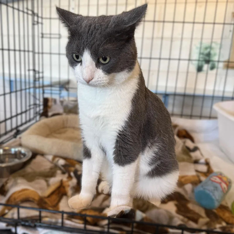 Stardust thumbnail 2