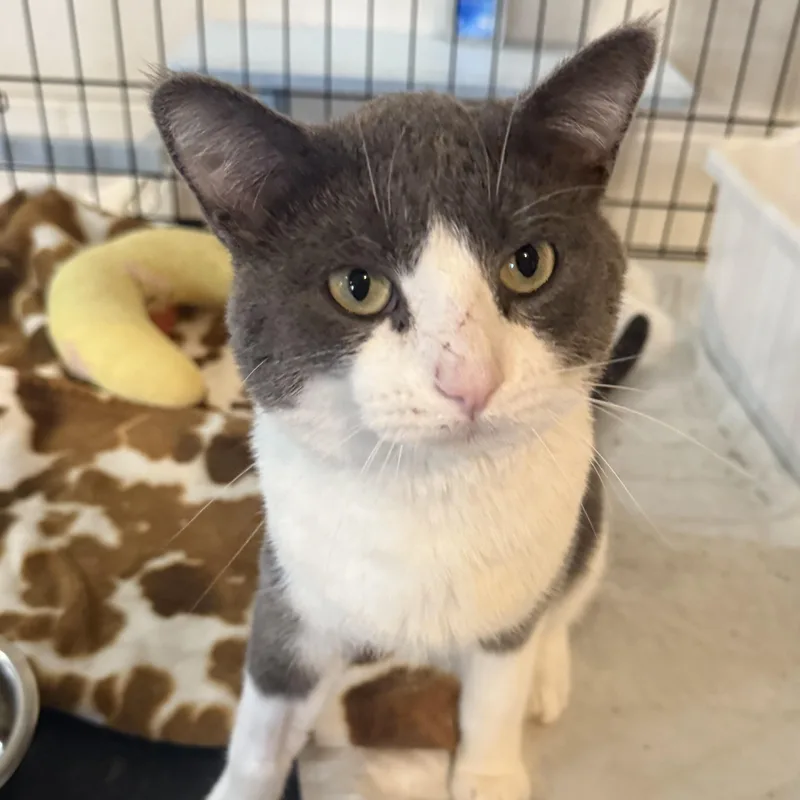 Stardust thumbnail 3