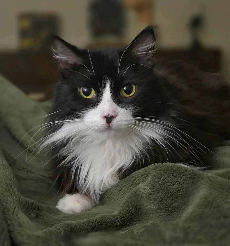 An adult medium-sized female Black & White / Tuxedo Domestic Long Hair cat named Brinell for adoption in Houston, TX