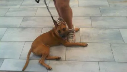 A young medium-sized male Mixed Breed dog named Jack for adoption in Charlotte, NC