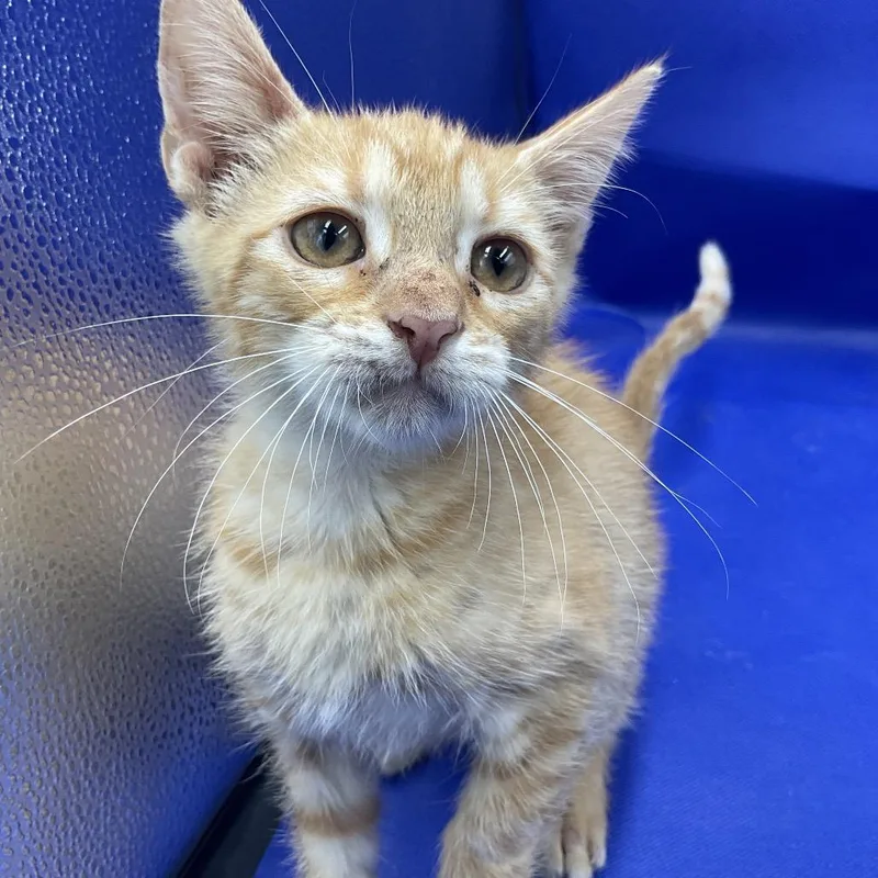 A baby small-sized female Orange / Red Domestic Short Hair cat named Meeka for adoption in Gonzales, LA