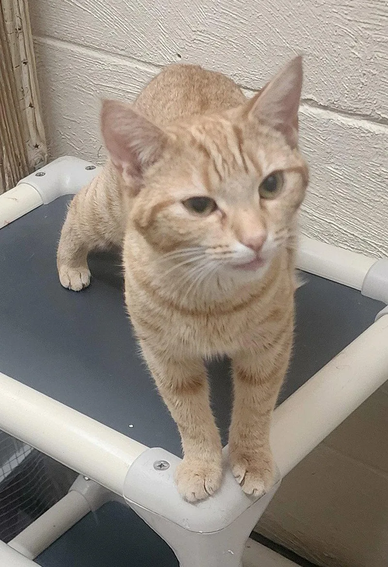 An adult medium-sized female Orange / Red Domestic Short Hair cat named Carol Jean for adoption in Wetumpka, AL
