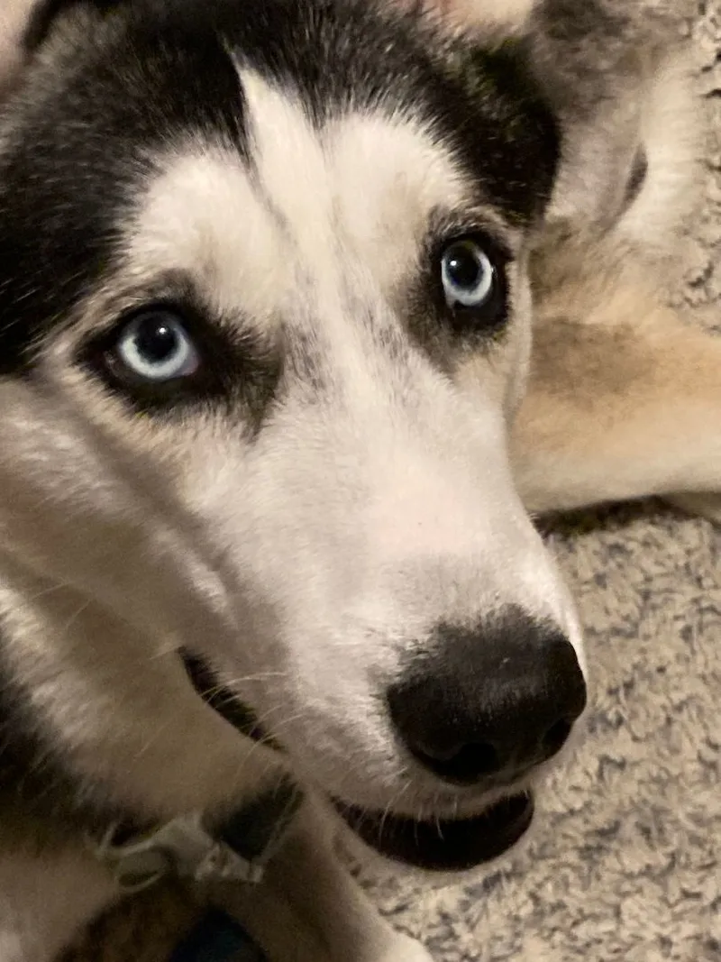 Brewster thumbnail 4