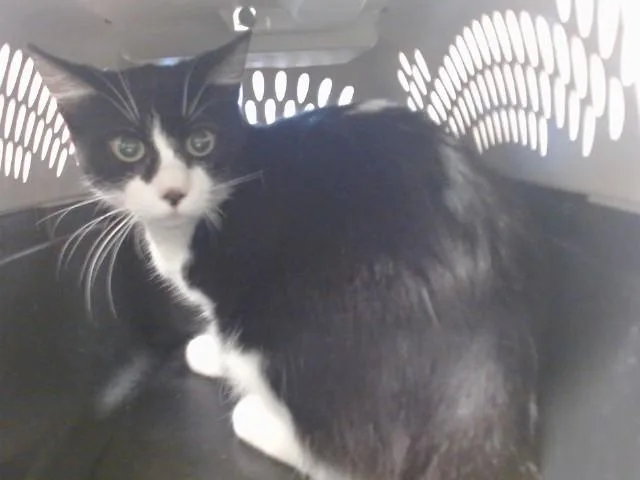 A young small-sized female Domestic Short Hair cat named Betty for adoption in Oklahoma City, OK