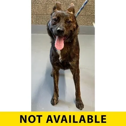 An adult large-sized male Mixed Breed dog named Kryptonite for adoption in Eugene, OR