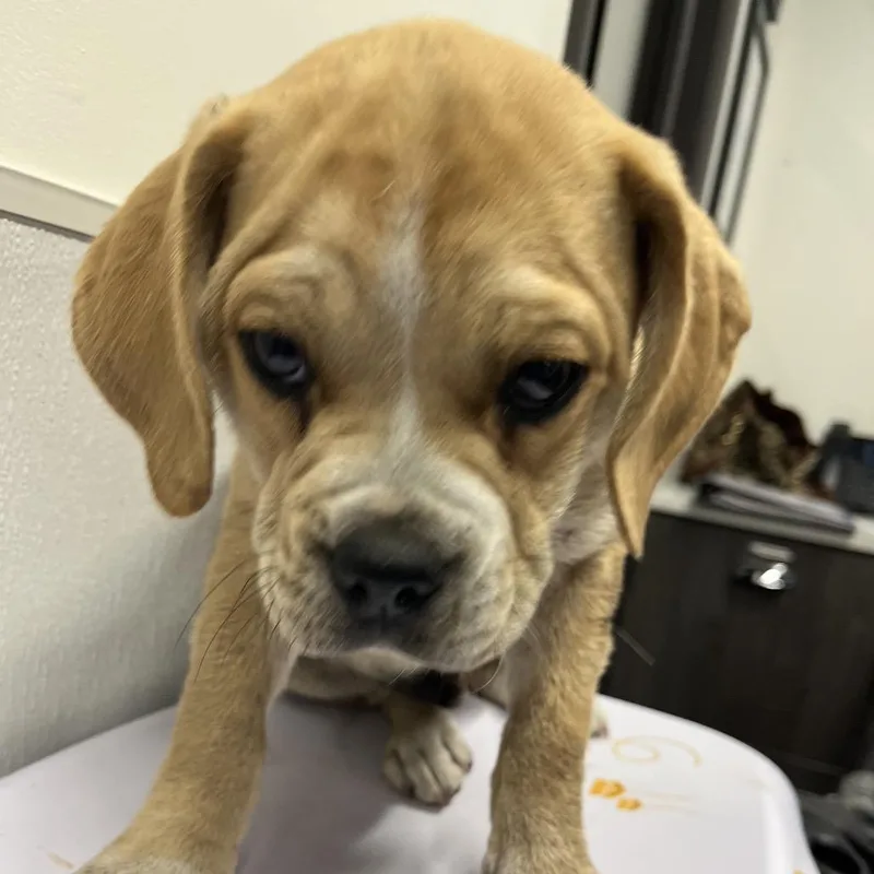 A baby small-sized male Yellow / Tan / Blond / Fawn Boxer dog named Yandy for adoption in Tampa, FL