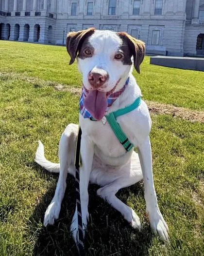 An adult medium-sized male Mixed Breed dog named Bentley for adoption in Washington, DC