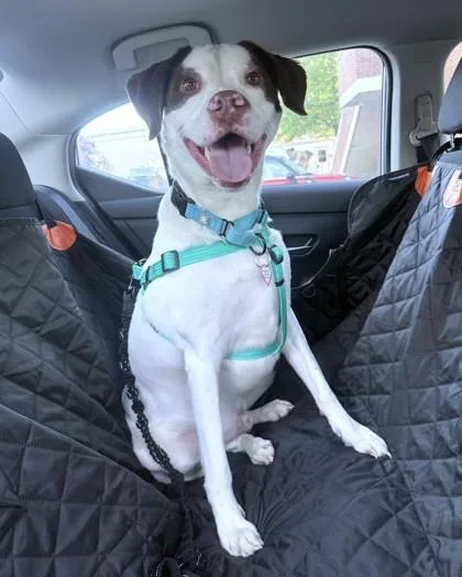 Bentley thumbnail 3